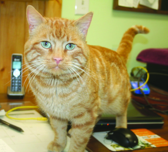 Levi is a 2-year-old neutered orange tiger.
